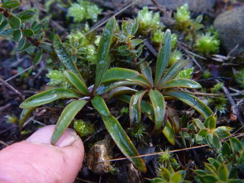 Image of Gentianella stellata Glenny