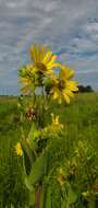 Image of <i>Silphium <i>integrifolium</i></i> var. integrifolium