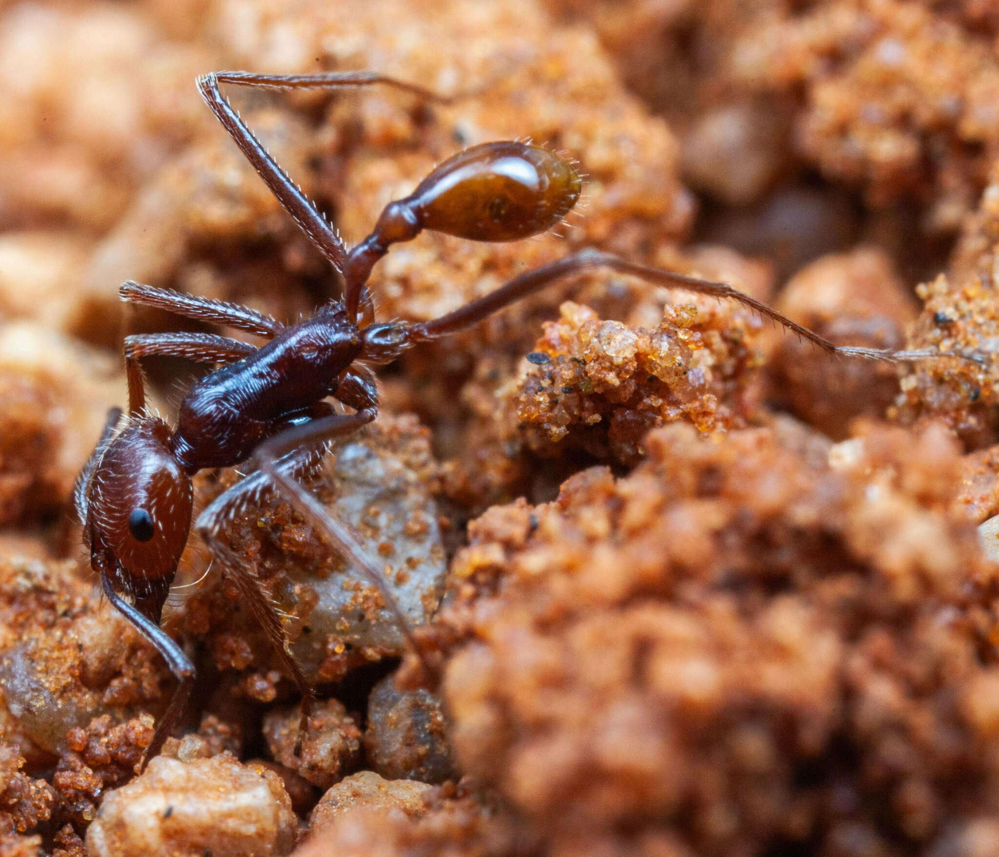 Image de Ocymyrmex kahas Bolton & Marsh 1989