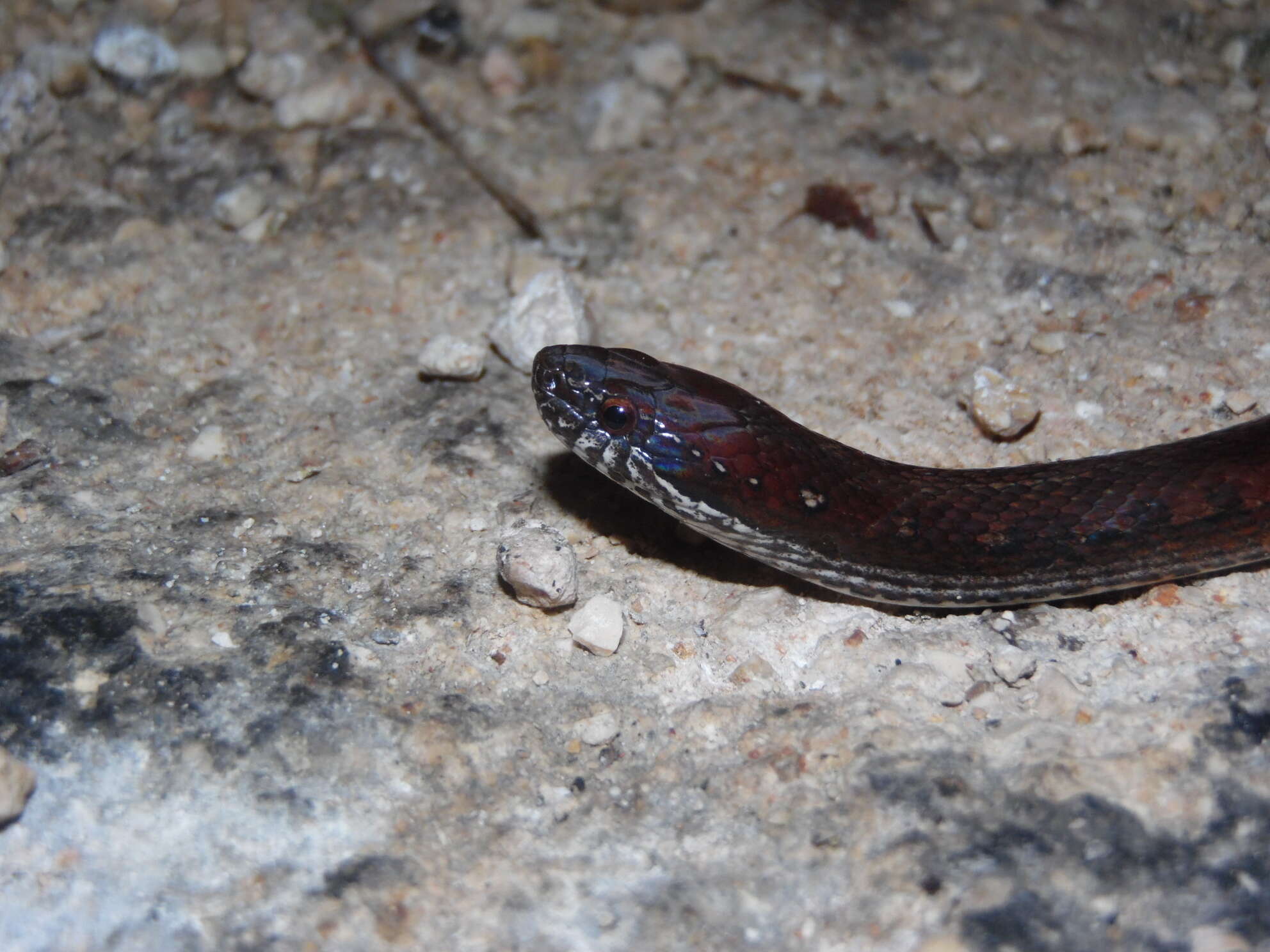 Image of Two-spotted Snake