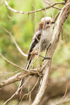 صورة Aegithalos caudatus tauricus (Menzbier 1903)