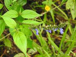 Image of Salvia connivens Epling