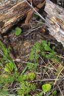 Image of Daucus glochidiatus (Labill.) Fischer, C. Meyer & Ave Lall.