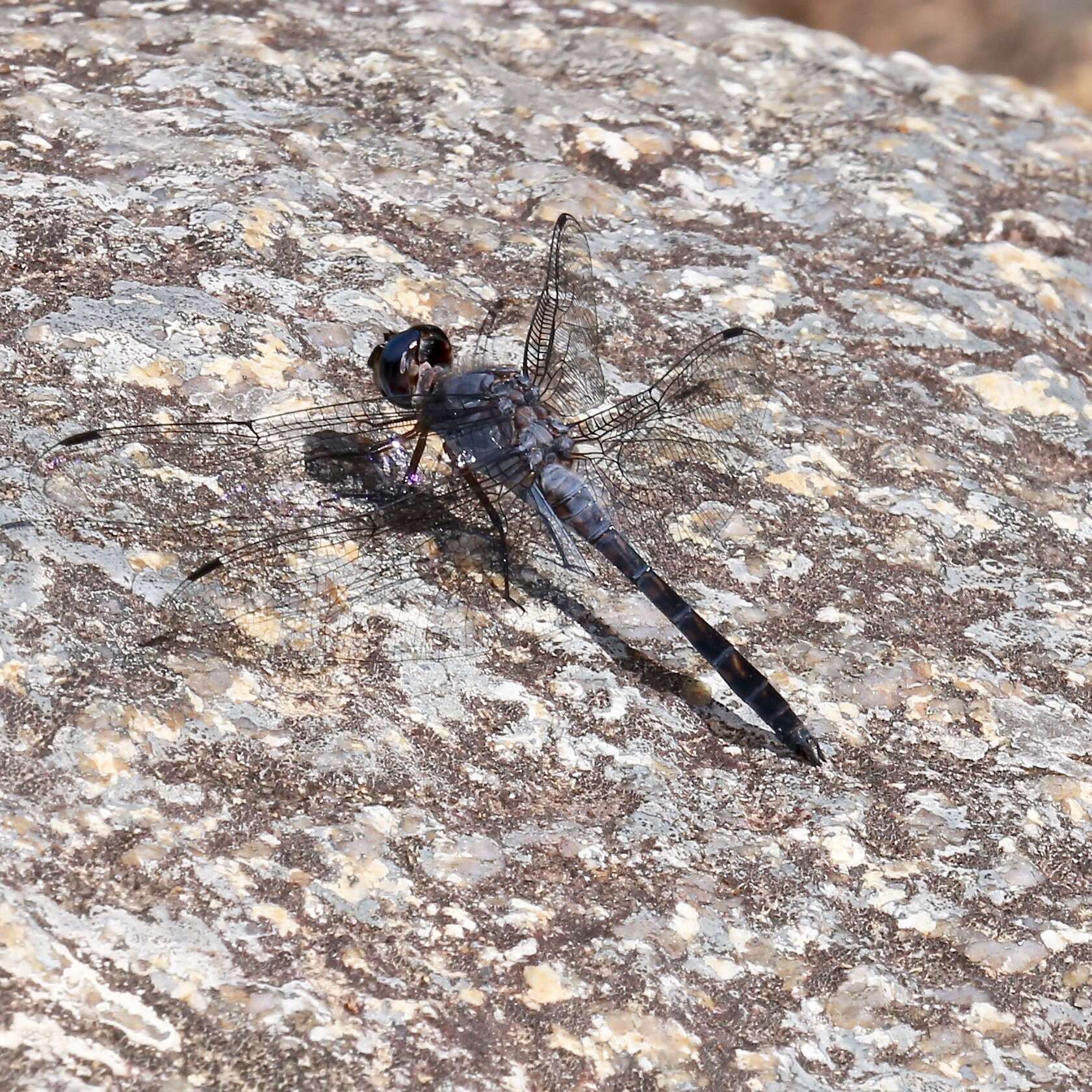 Imagem de Paltothemis cyanosoma Garrison 1982