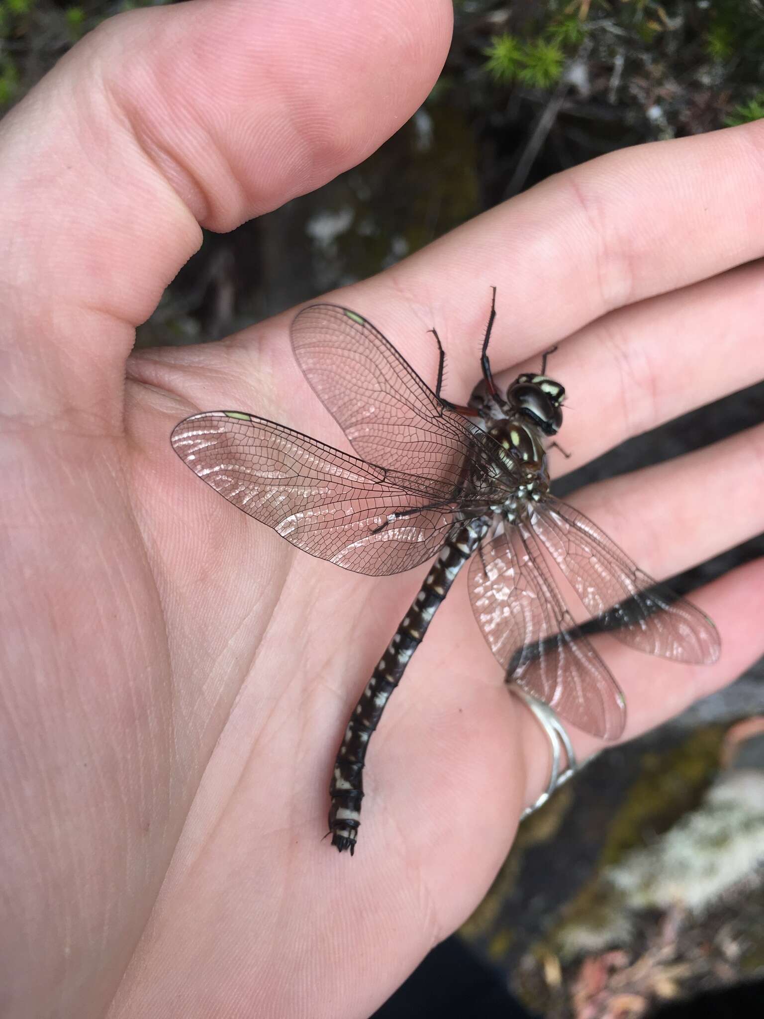 Image of Tasmanian Darner