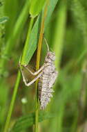 Image of eurasian baskettail