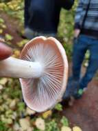 Image of Hygrophorus pudorinus (Fr.) Fr. 1836