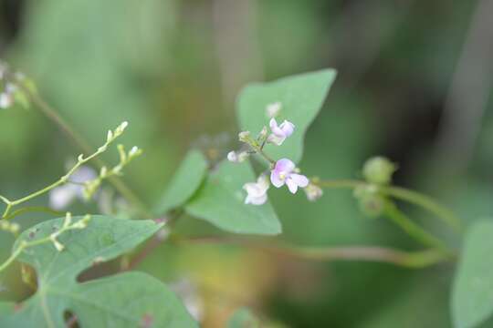 Image of Phaseolus microcarpus Mart.