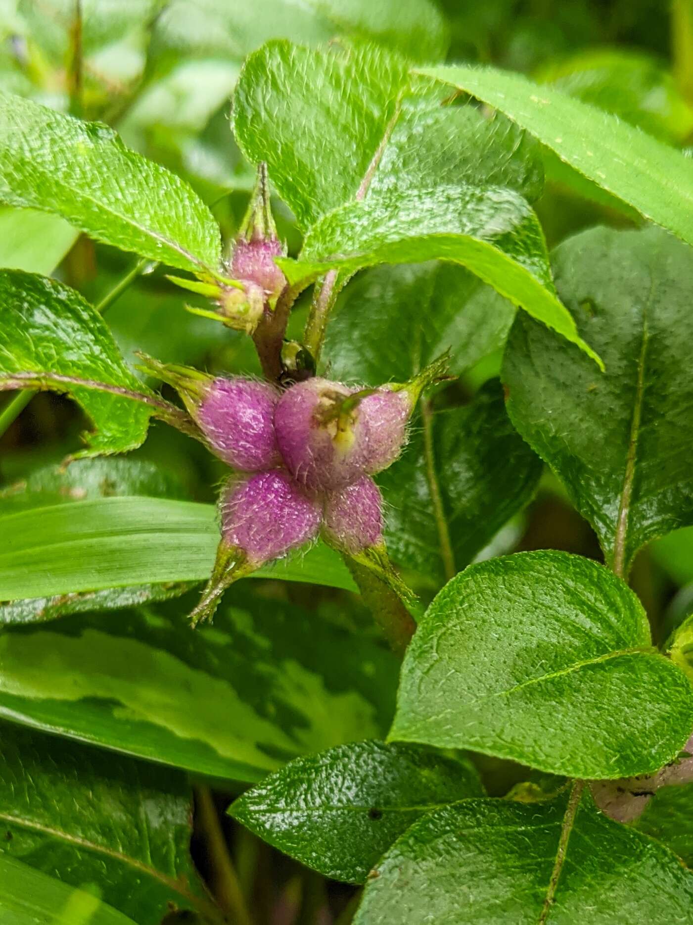 Image of yerba de guava