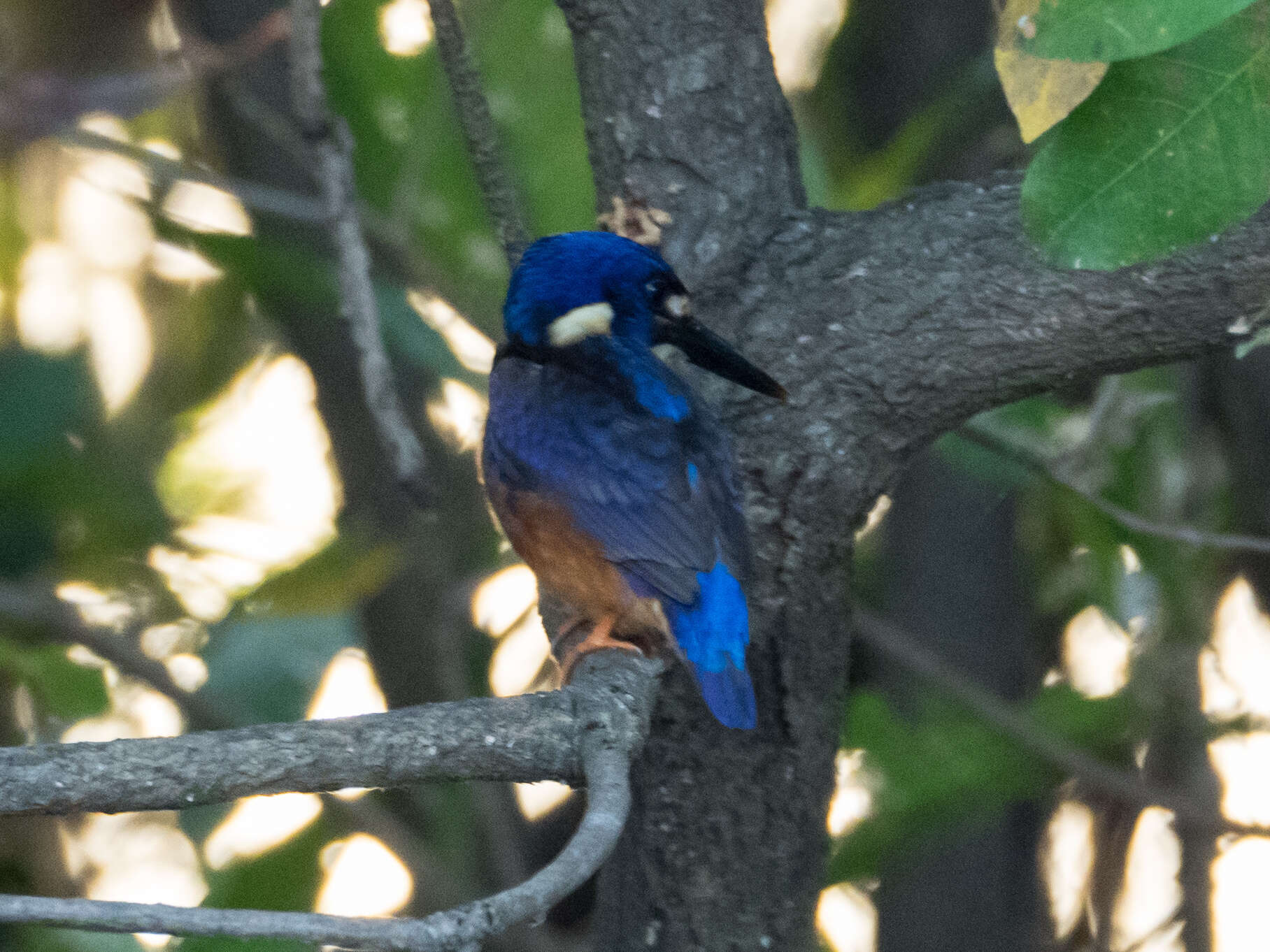 Ceyx azureus ruficollaris (Bankier 1841)的圖片