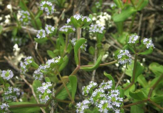 Image of Valerianella costata (Stev.) Betcke