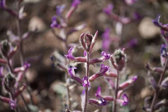 Image of woolly locoweed