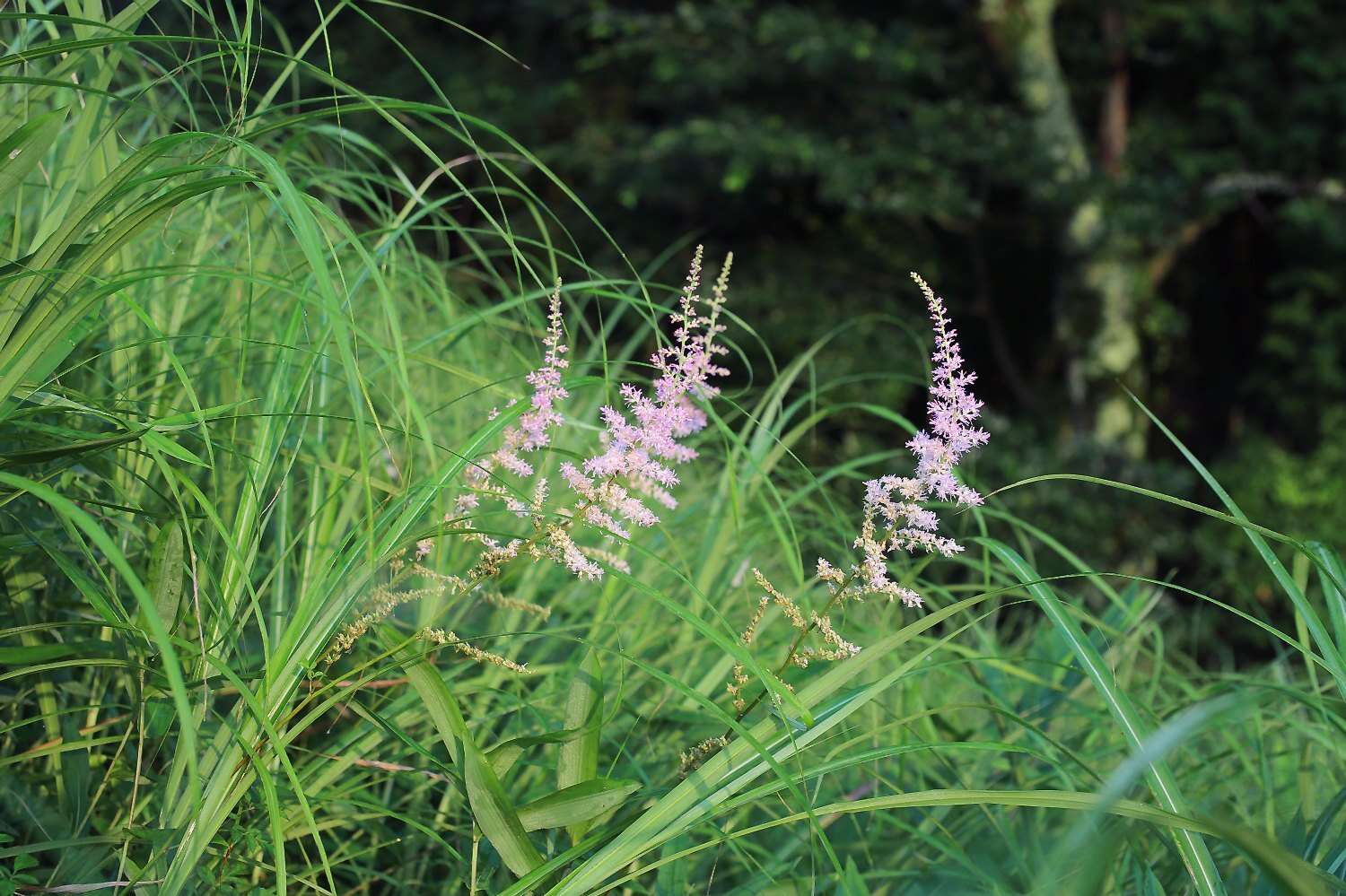 Image of Astilbe microphylla Knoll