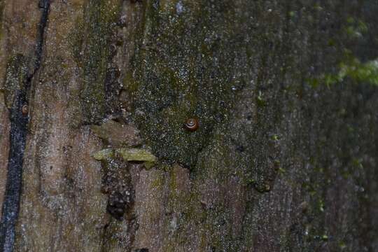 Image of dwarf snail