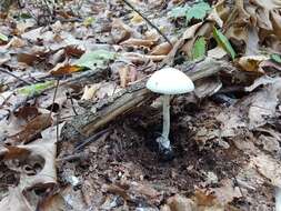 Слика од Amanita suballiacea (Murrill) Murrill 1941