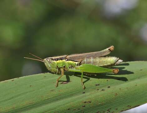 صورة Oxya maritima Mistshenko 1951