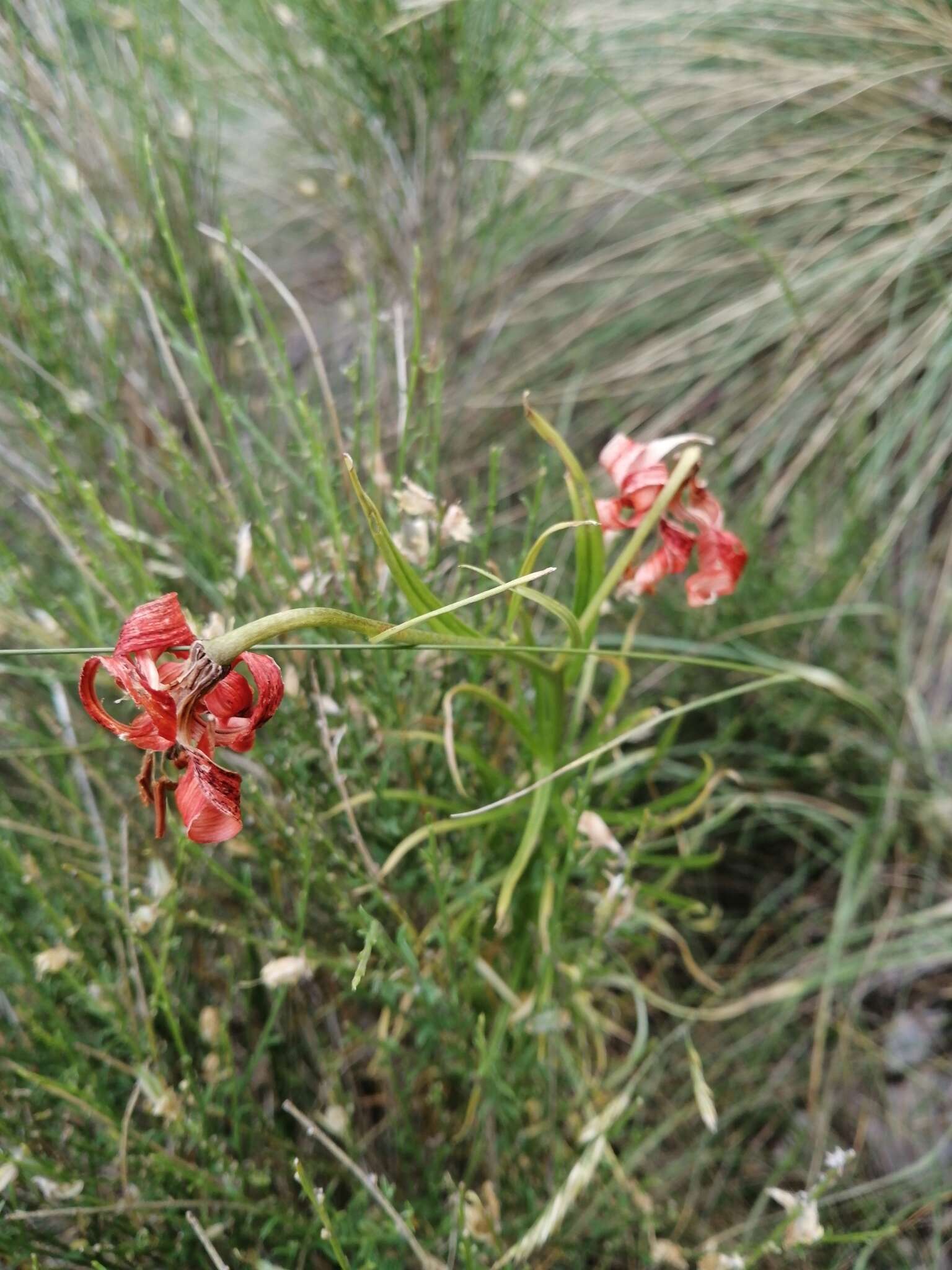 Image of Lilium pomponium L.