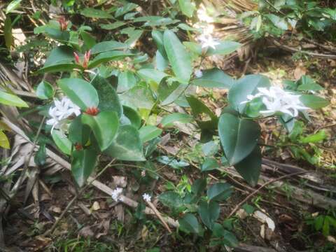 Image of Carissa bispinosa var. acuminata (E. Mey.) Codd