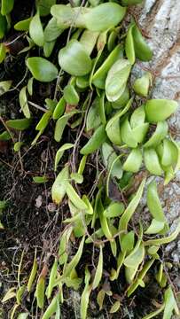 Image of Dragons scale fern