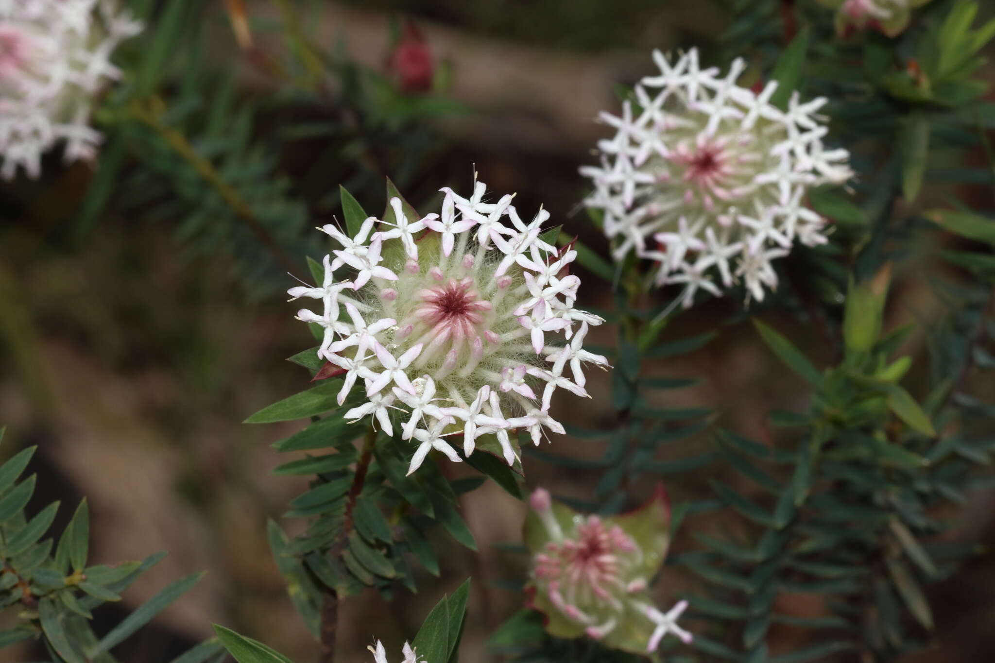 Image of Pimelea spectabilis Lindl.