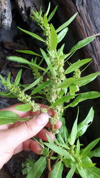 Imagem de Rumex persicarioides L.