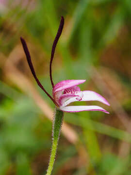 Imagem de Leptoceras menziesii (R. Br.) Lindl.