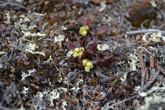 Image de Arctostaphylos alpinus (L.) Sprengel