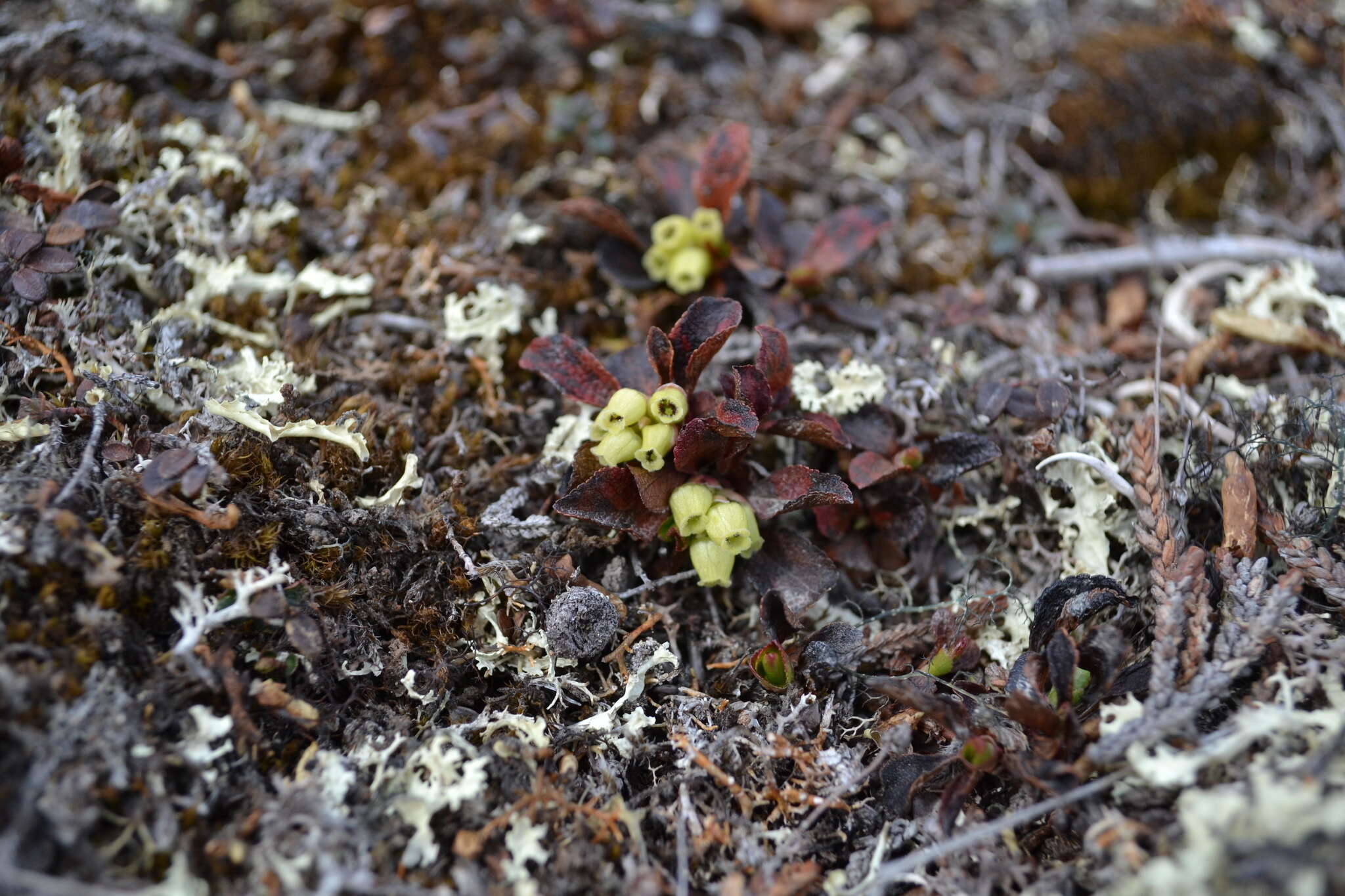 Image de Arctostaphylos alpinus (L.) Sprengel