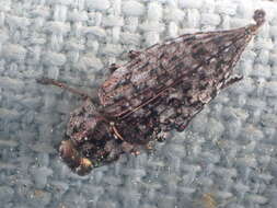 Image of Dicerca tenebrosa knulli Nelson 1975