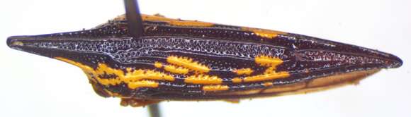 Image of Polyglypta costata Burmeister