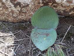 Imagem de Haemanthus humilis Jacq.