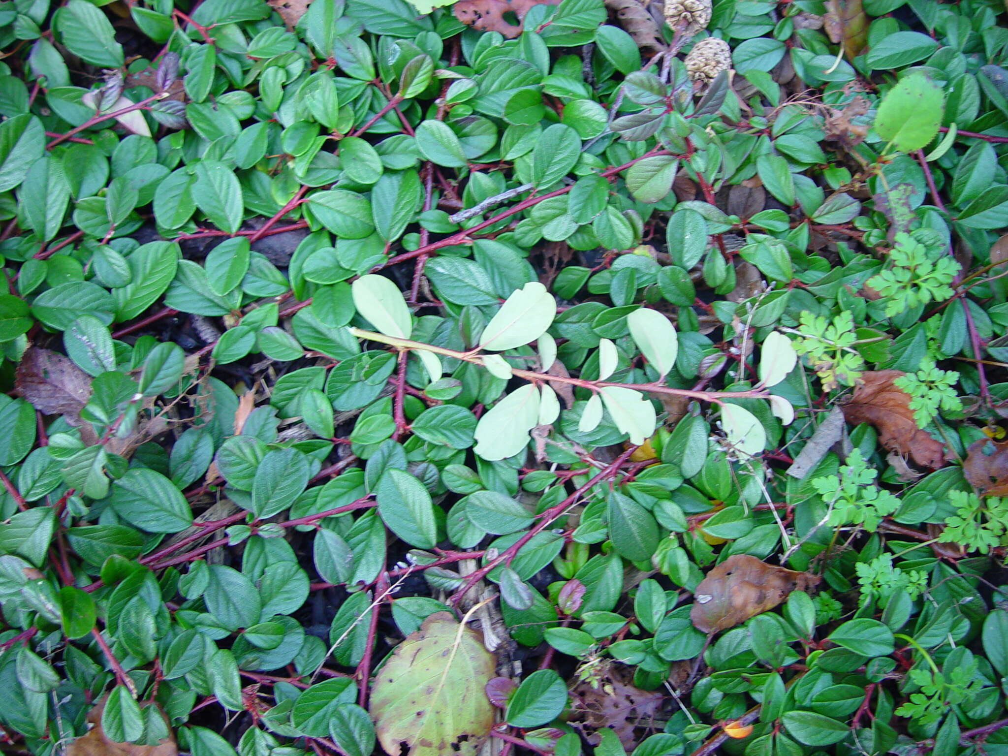 Image of coral beauty cotoneaster