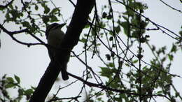 Image of Yellow-rumped Tinkerbird