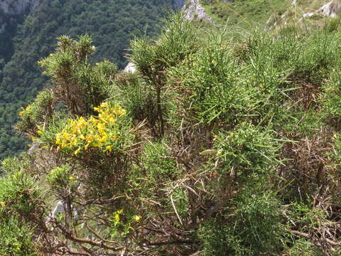 Слика од Genista hystrix Lange