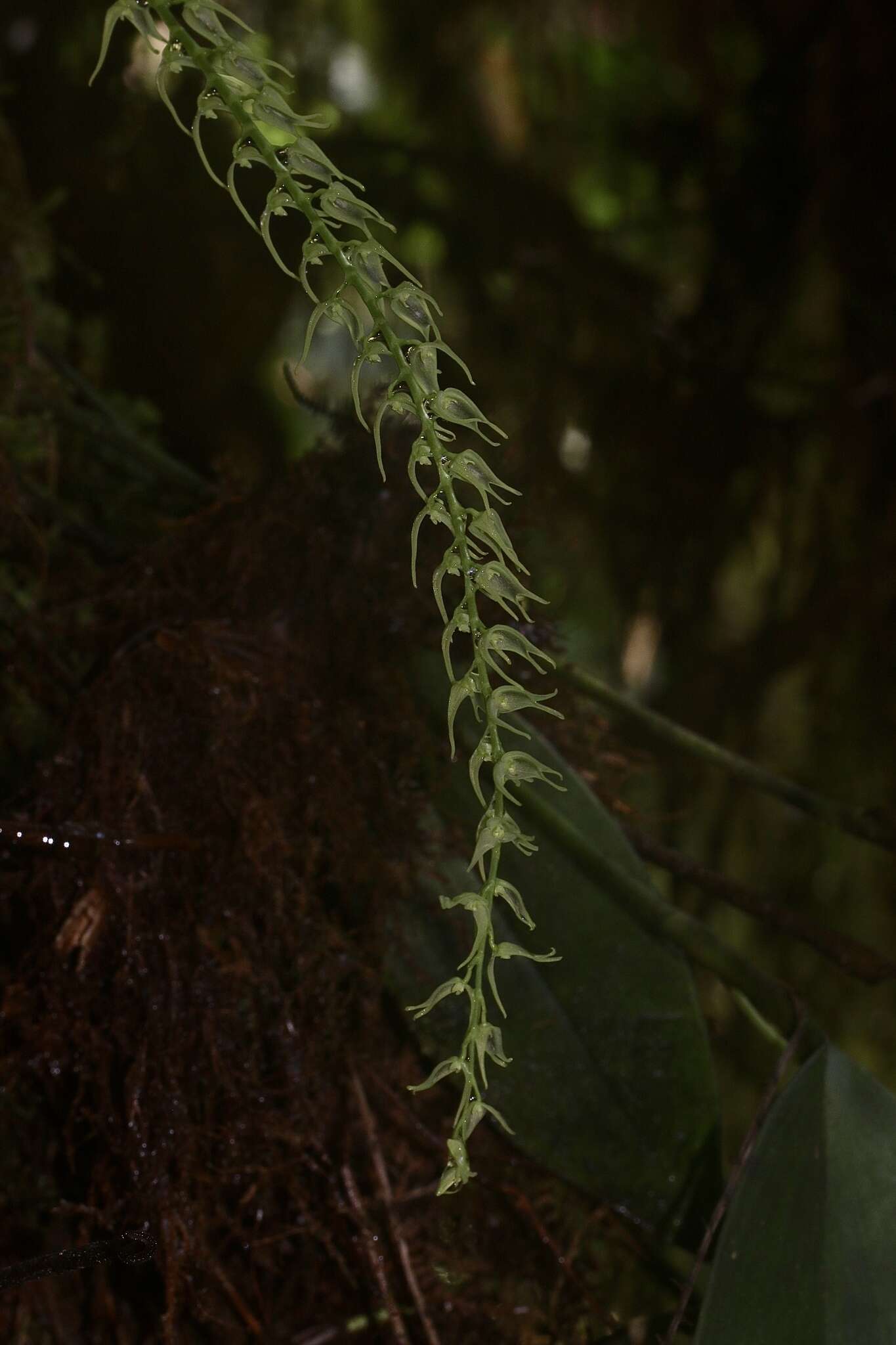 Image of Stelis anolis Luer