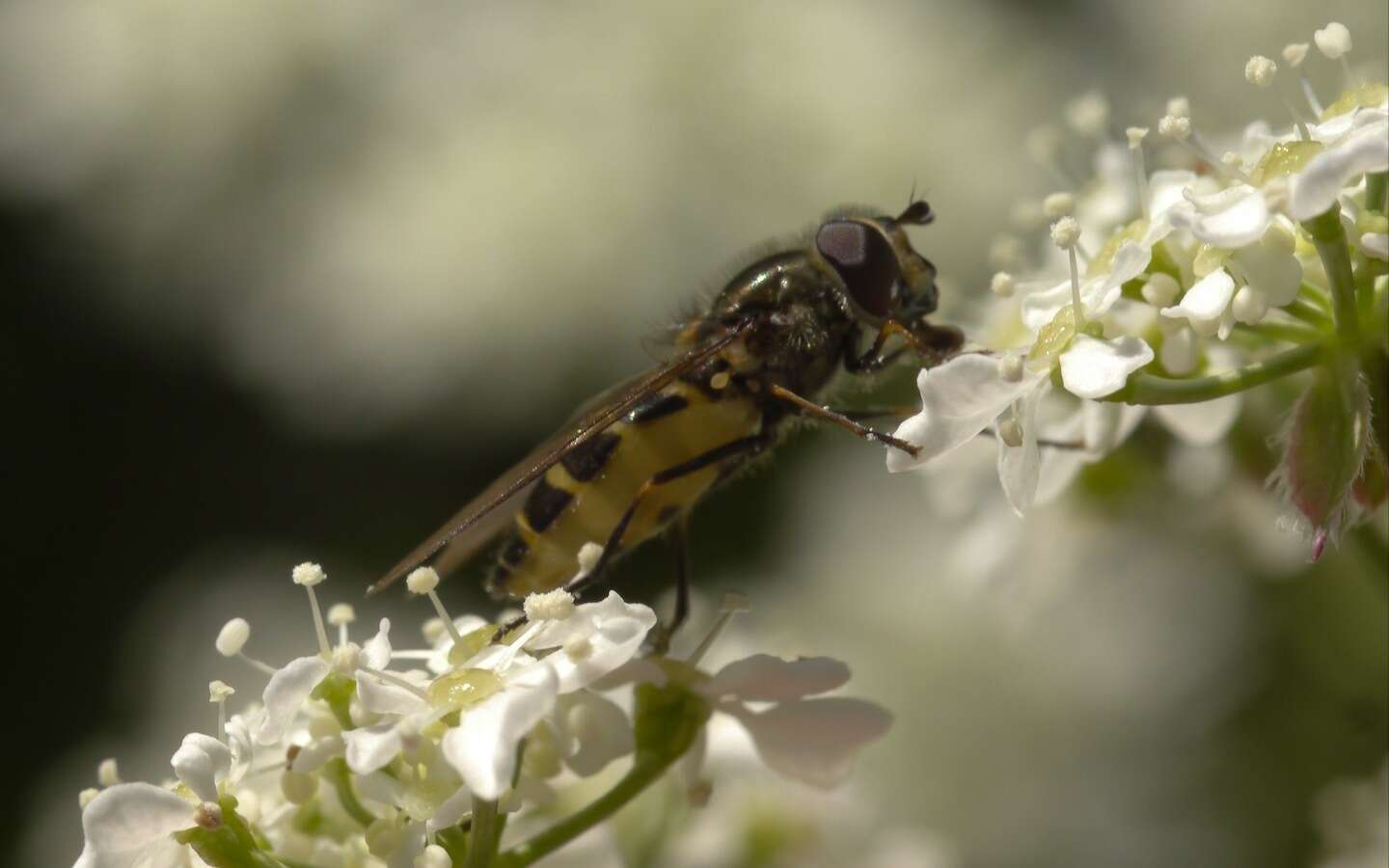 Image of Parasyrphus punctulatus (Verrall 1873)