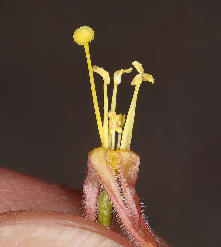 Image of Camissonia kernensis subsp. kernensis