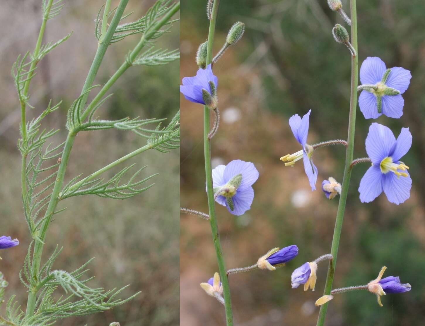 Image of Heliophila digitata L. fil.