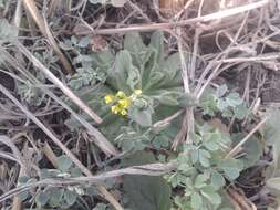 Image of woodland draba