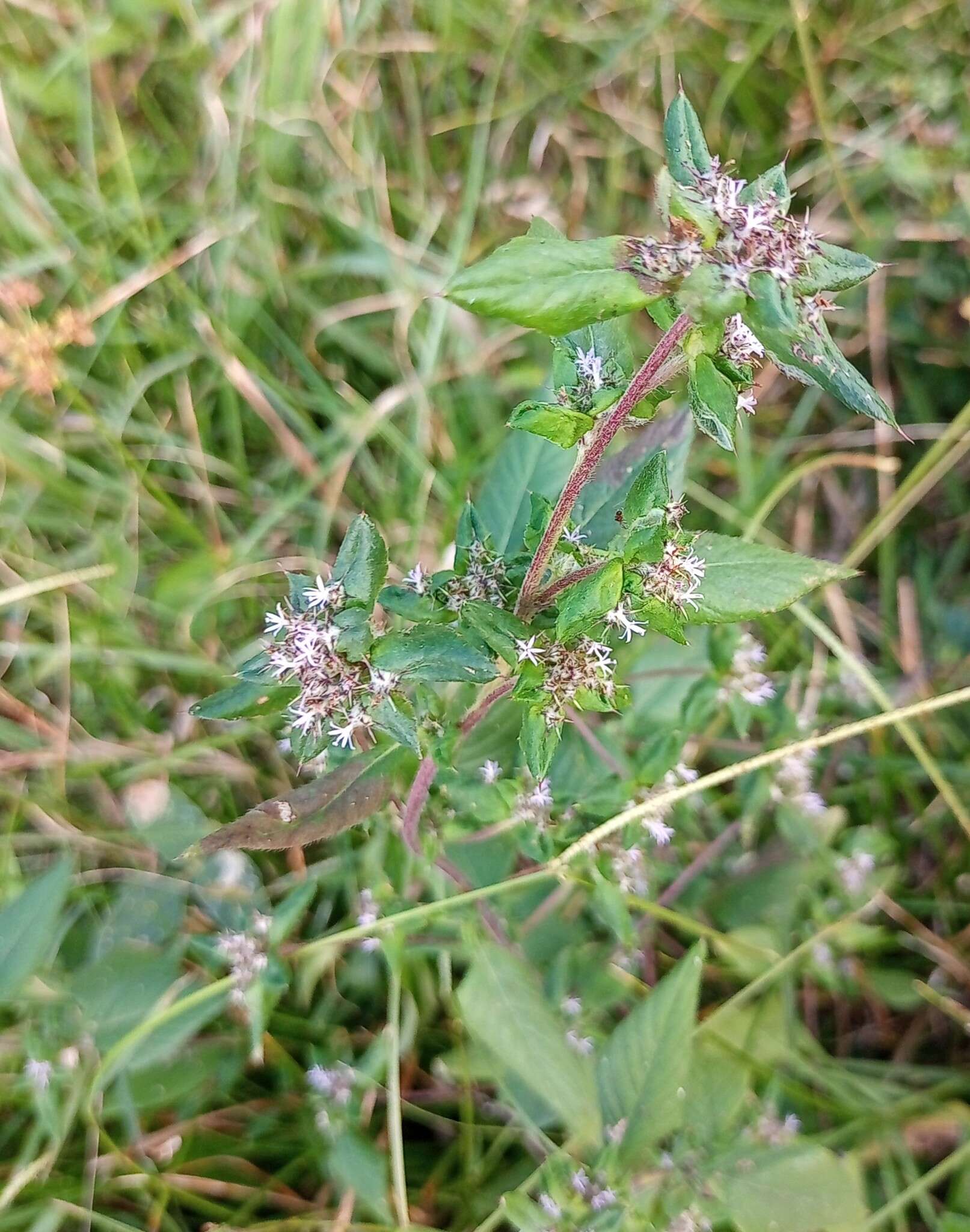 Imagem de Spiracantha cornifolia Kunth