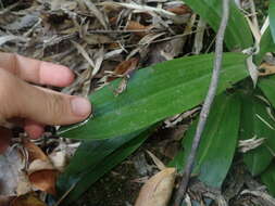 Image of Gavilea araucana (Phil.) M. N. Correa