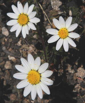 Image of Anacyclus radiatus subsp. coronatus (Murb.) Humphr.