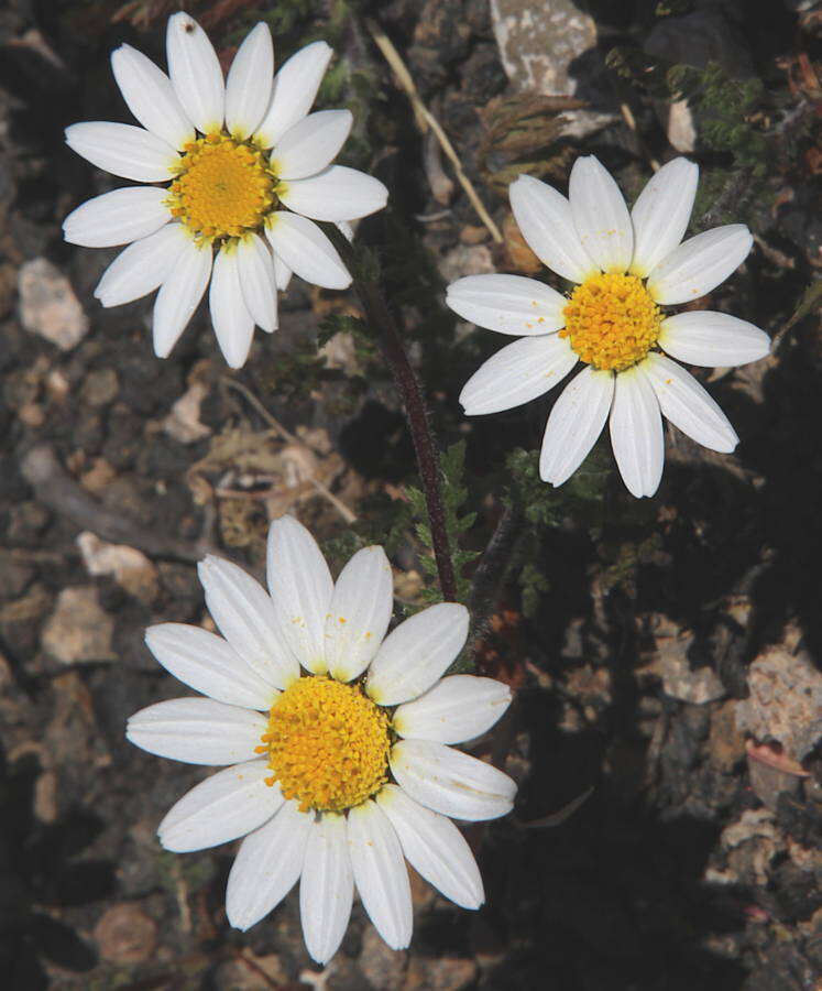Image of Anacyclus radiatus subsp. coronatus (Murb.) Humphr.
