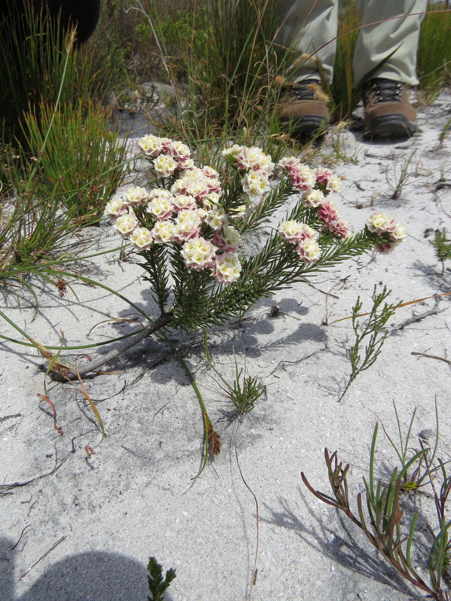 Image of Lachnaea densiflora Meissn.