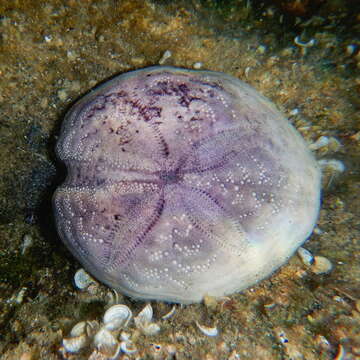 Image of purple heart urchin