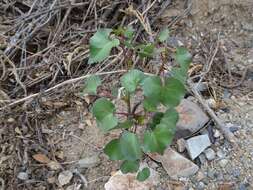 Imagem de Jatropha cardiophylla (Torr.) Müll. Arg.