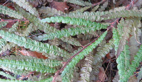 Image of sweet fern