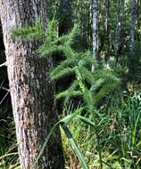 Plancia ëd Echinochloa muricata (P. Beauv.) Fernald