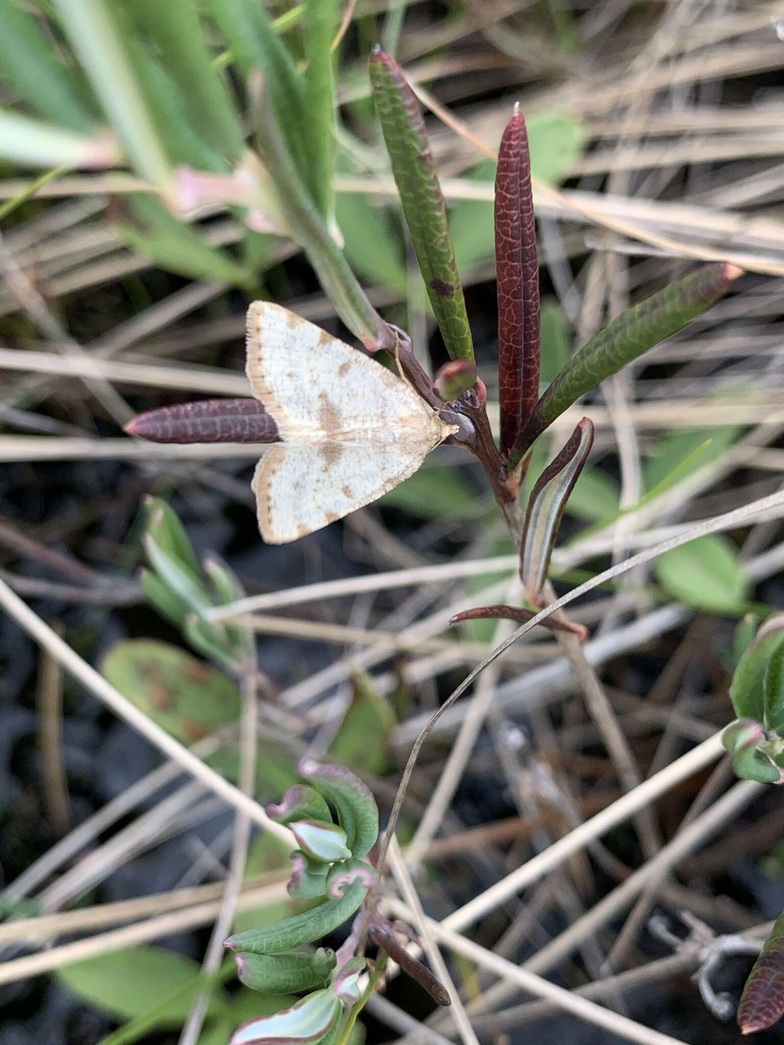 Image of Macaria sulphurea (Packard 1873)