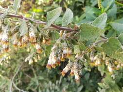 Brickellia secundiflora (Lag.) A. Gray的圖片